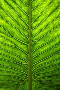 开云体育在线登录-巴萨主场告捷，西甲传统劲旅重拾巅峰